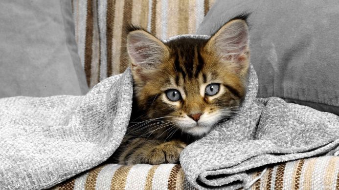 A brown tabby kitten with blue eyes wrapped in a grey blanket