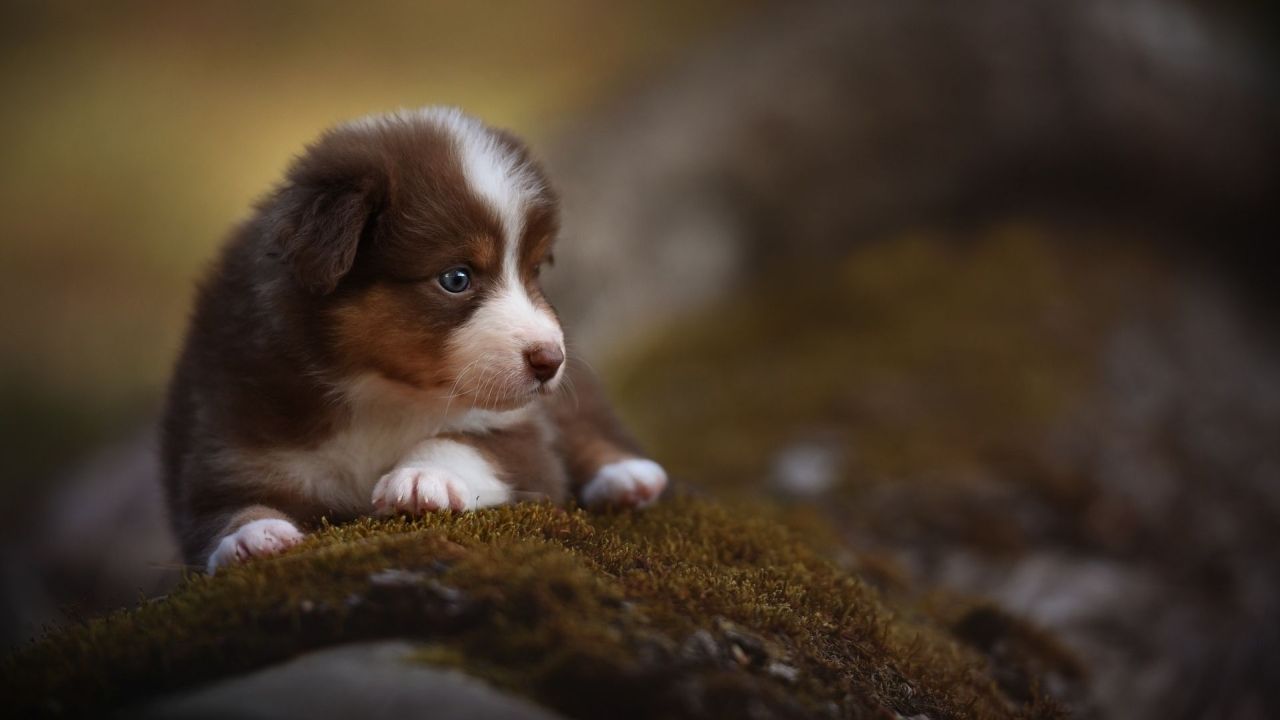 Cute puppy lying on moss