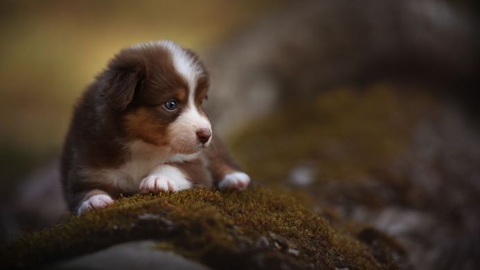 A cute brown and white puppy with blue eyes lying on a mossy surface