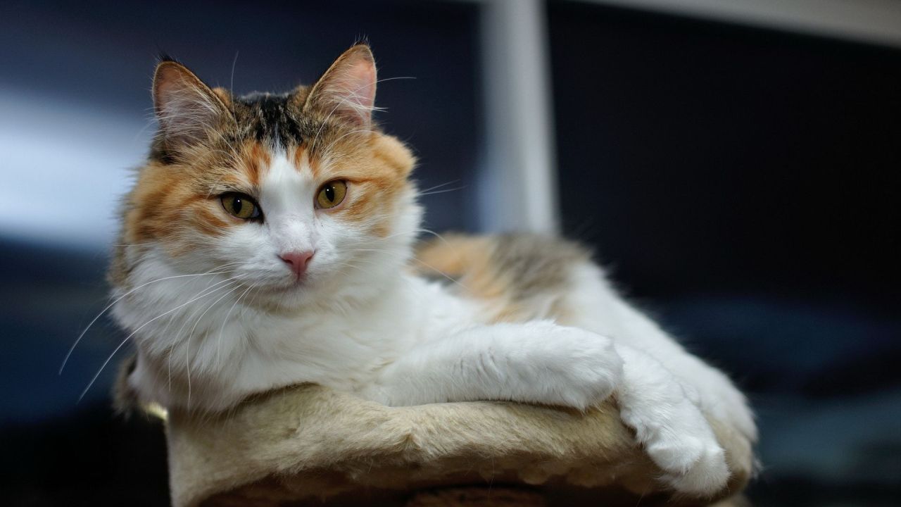 Beautiful calico cat posing indoors