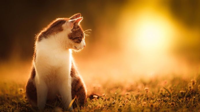 A brown and white cat sits in a field of grass bathed in golden sunlight