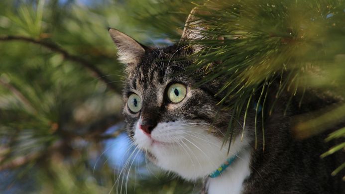 A cat peers through pine needles with wide, green eyes