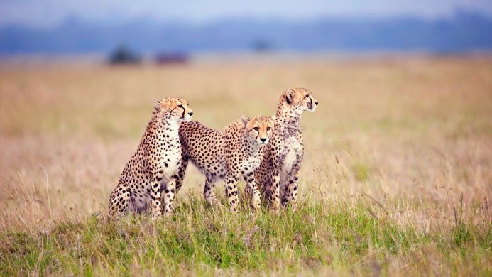 Three cheetahs sitting in a grassy field in Africa looking alert