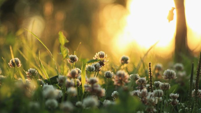 Close-up of clover flowers in a field with a blurred, sunny background