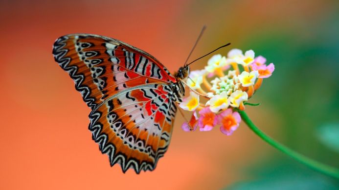 A colorful butterfly sits on a cluster of small flowers