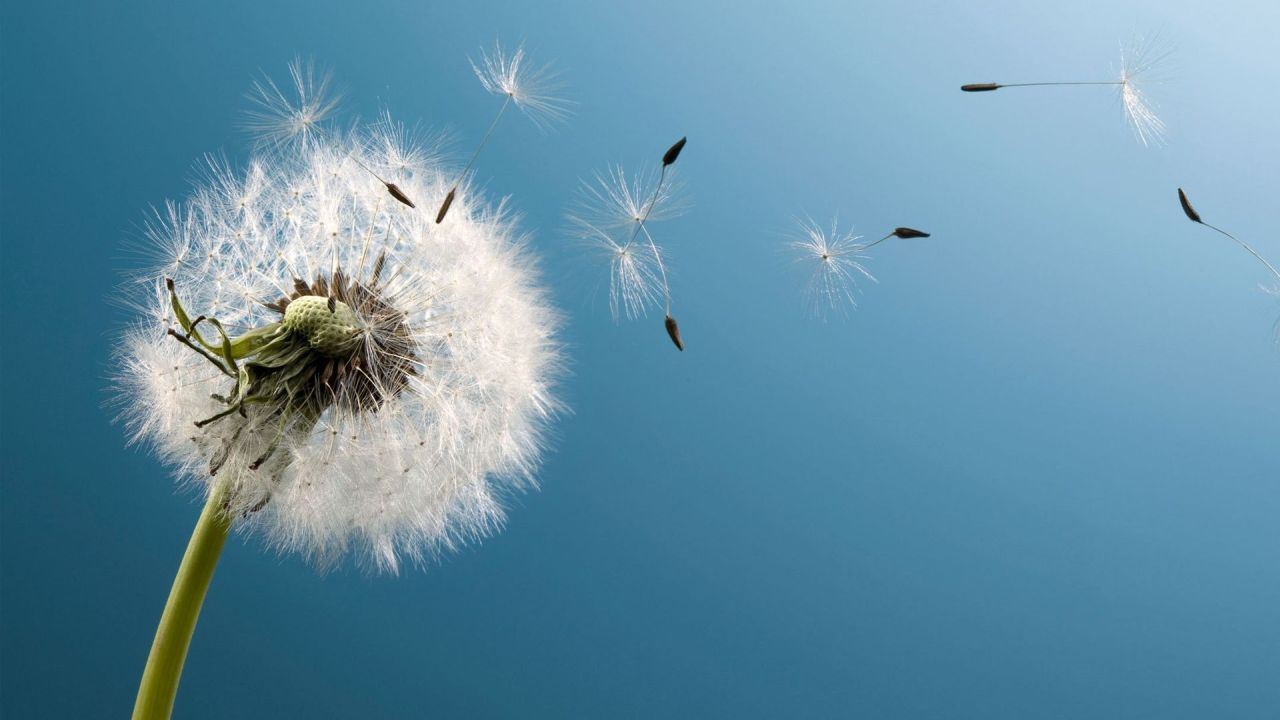 Dandelion seeds flying in the wind