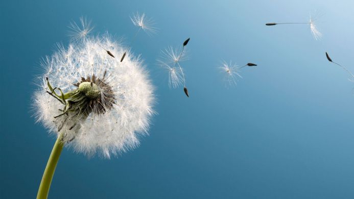 Dandelion seeds dispersing against a blue sky background