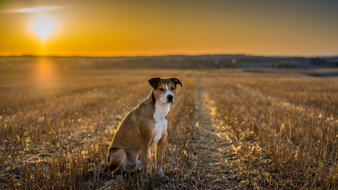 Dog sitting in a field at sunset
