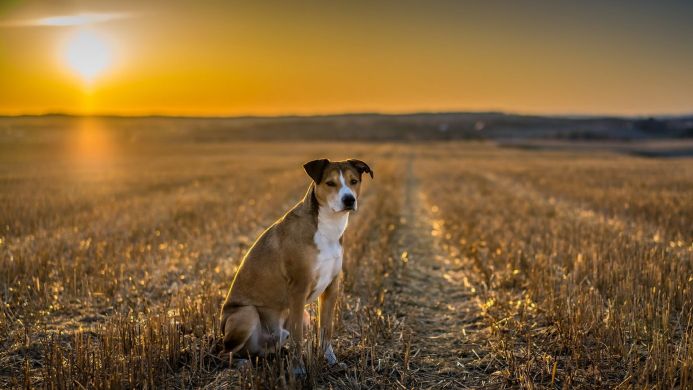 A dog sitting in a harvested field at sunset