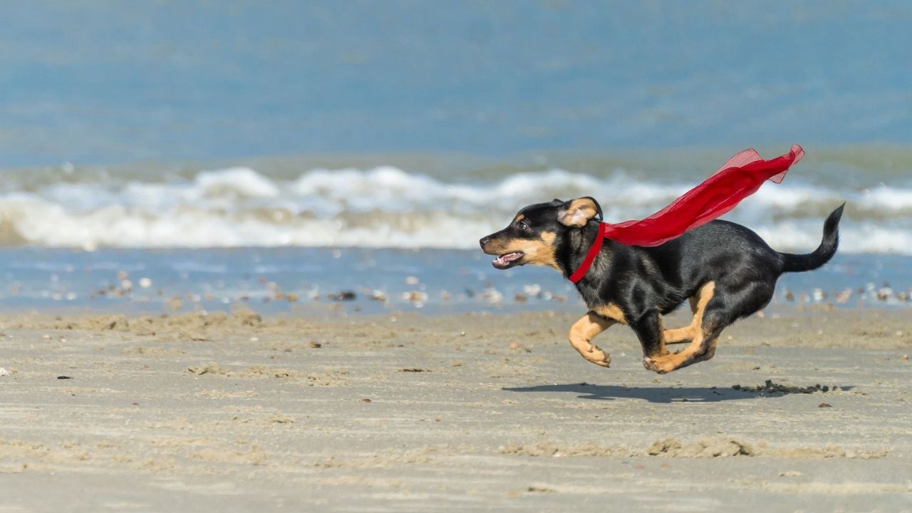 Dog running with red cape on the beach