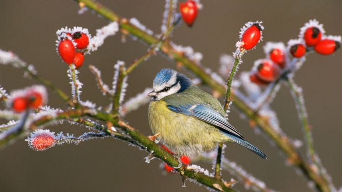 Eurasian blue tit perched on a frosty branch with red rose hips