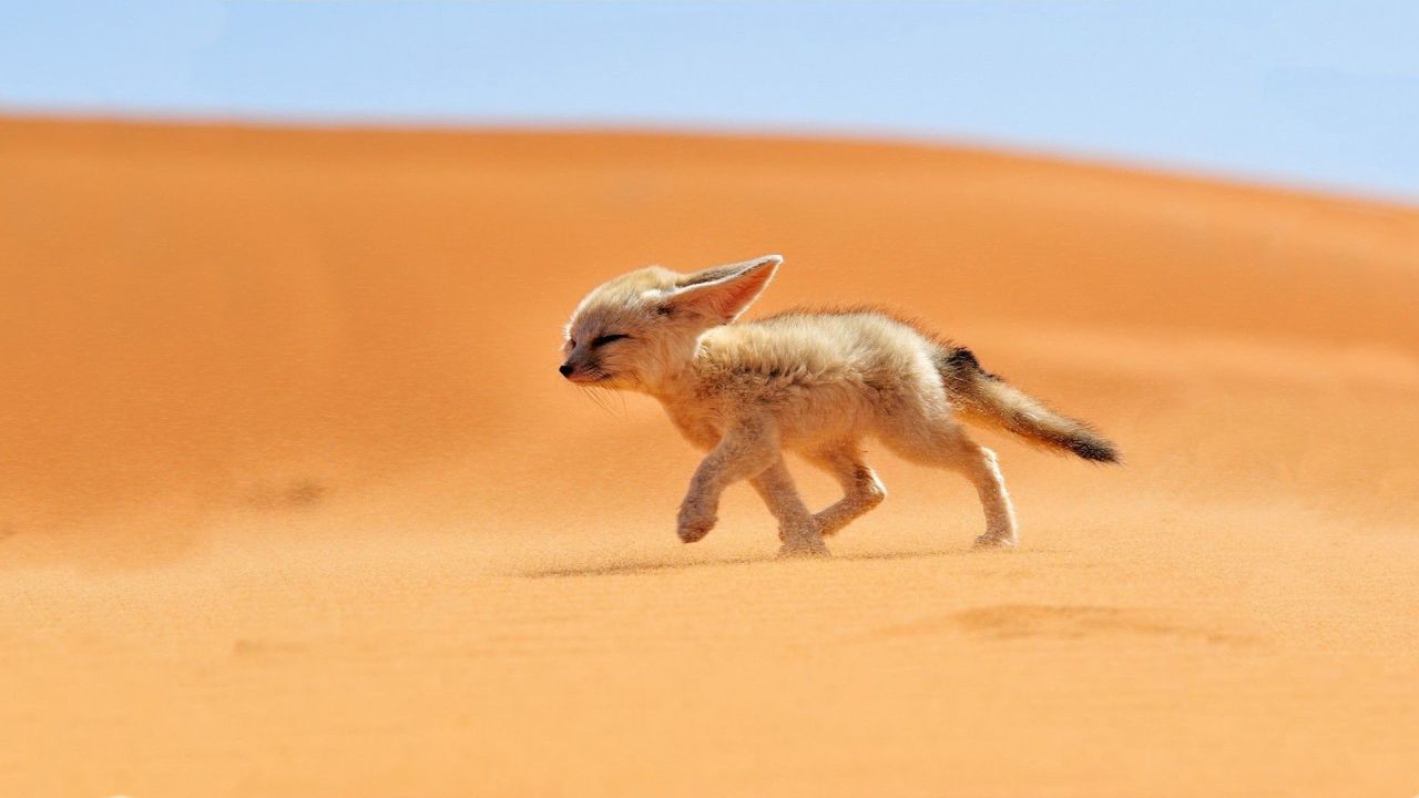 Fennec fox walks across sand