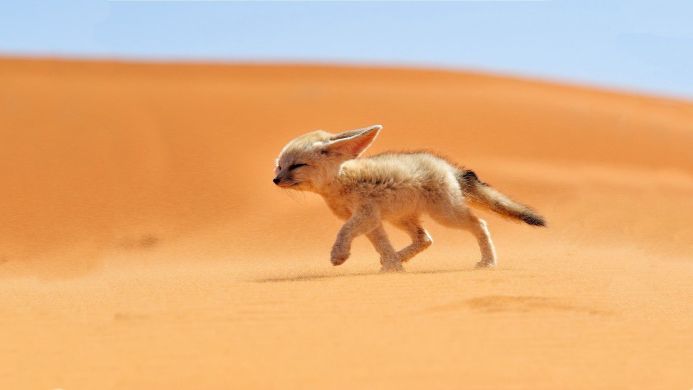A small fennec fox walking through the sand in a desert landscape