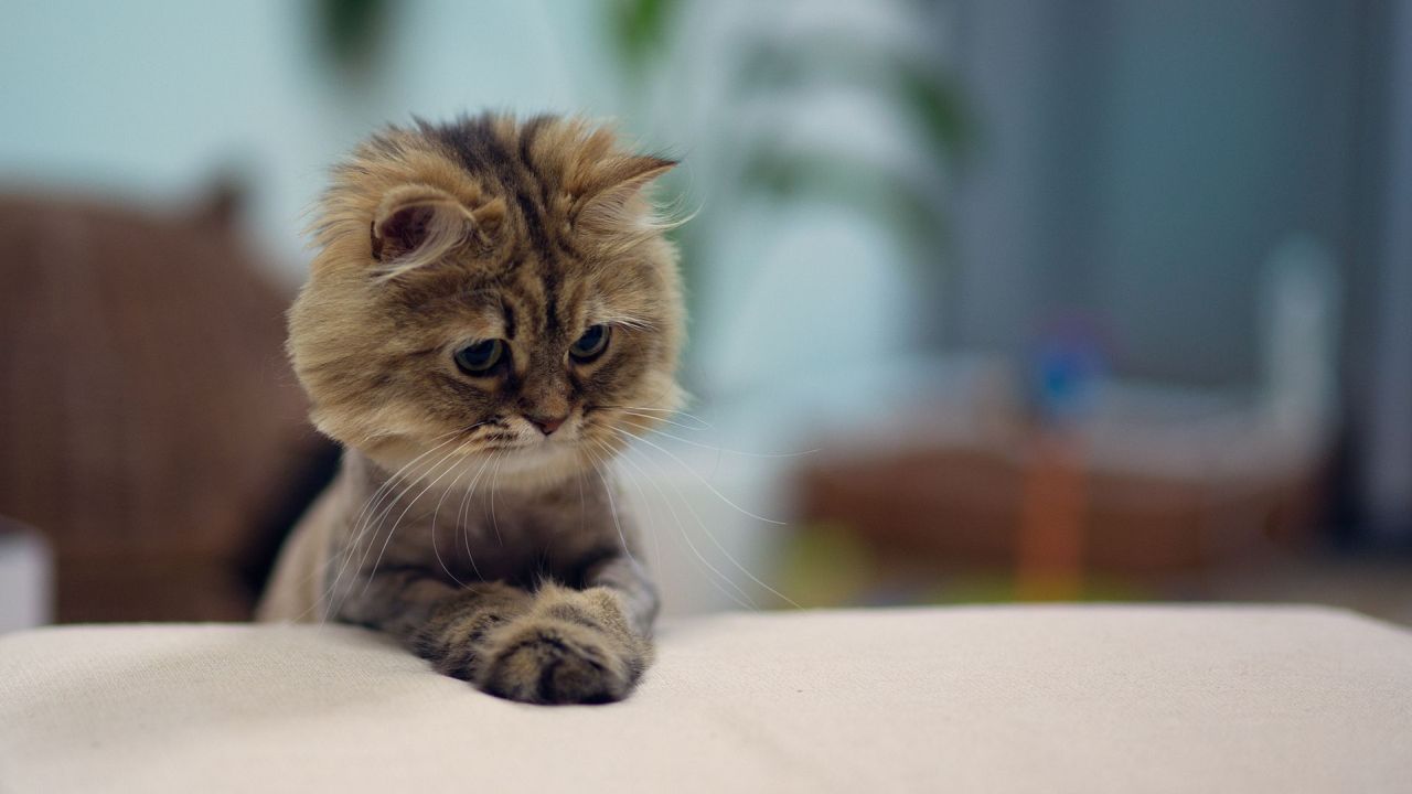 Cute cat portrait