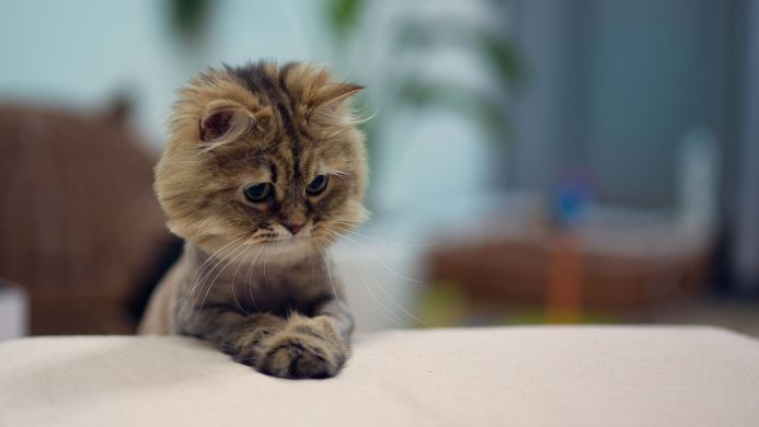 A fluffy brown and beige cat looking down with crossed paws
