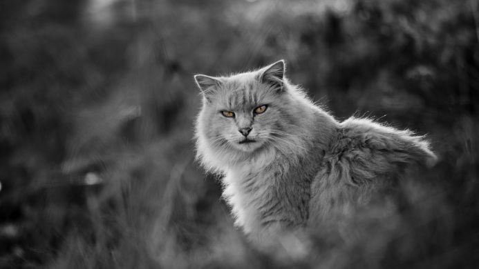 Monochrome portrait of a fluffy cat with bright yellow eyes staring intently