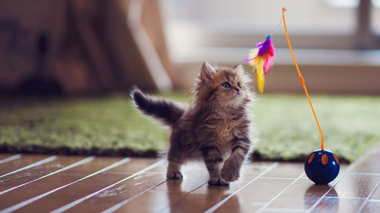 Cute kitten playing with a toy