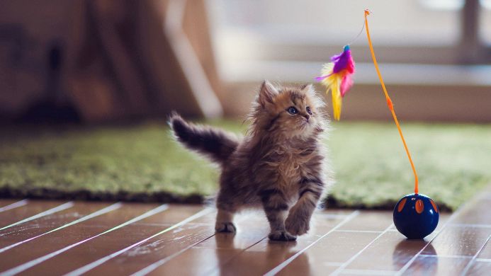 A fluffy brown kitten looking at a colorful feather toy