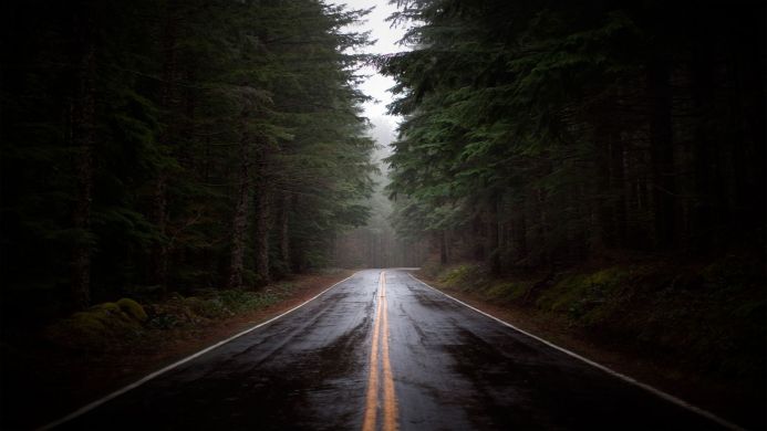 A road cuts through a dark forest with tall green trees on both sides