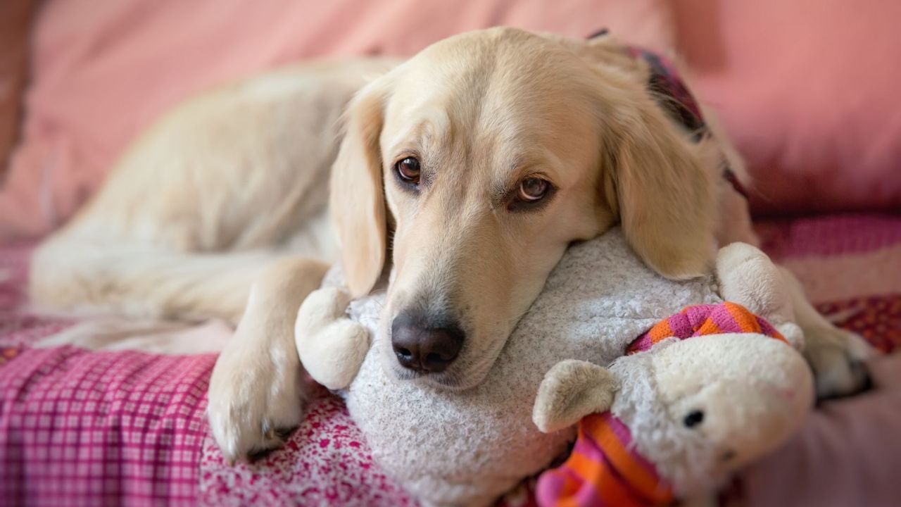 Dog lying on a bed with a toy