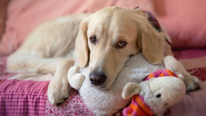 A golden retriever dog lying on a pink bed hugging a stuffed sheep toy