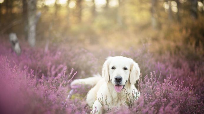 A golden retriever lying in a field of purple heather flowers with a blurred forest background