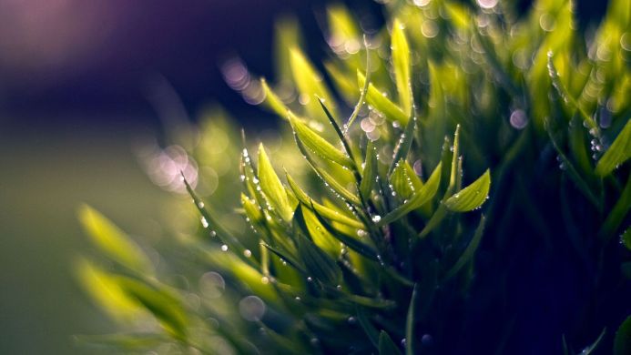 Close-up of grass blades covered in dew drops, with a blurred background