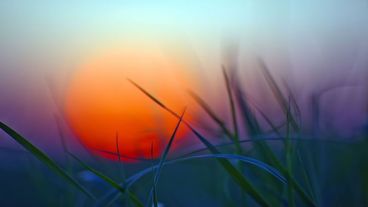 Grass blades against orange sun