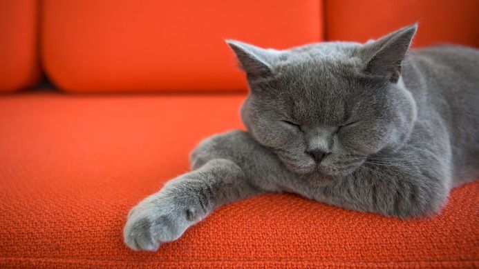 A gray British Shorthair cat sleeping on an orange sofa