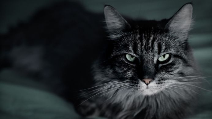 A cat with gray fur and piercing green eyes stares intently at the camera