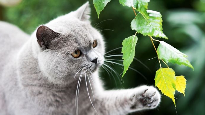 A gray cat reaching for green and yellow leaves on a branch