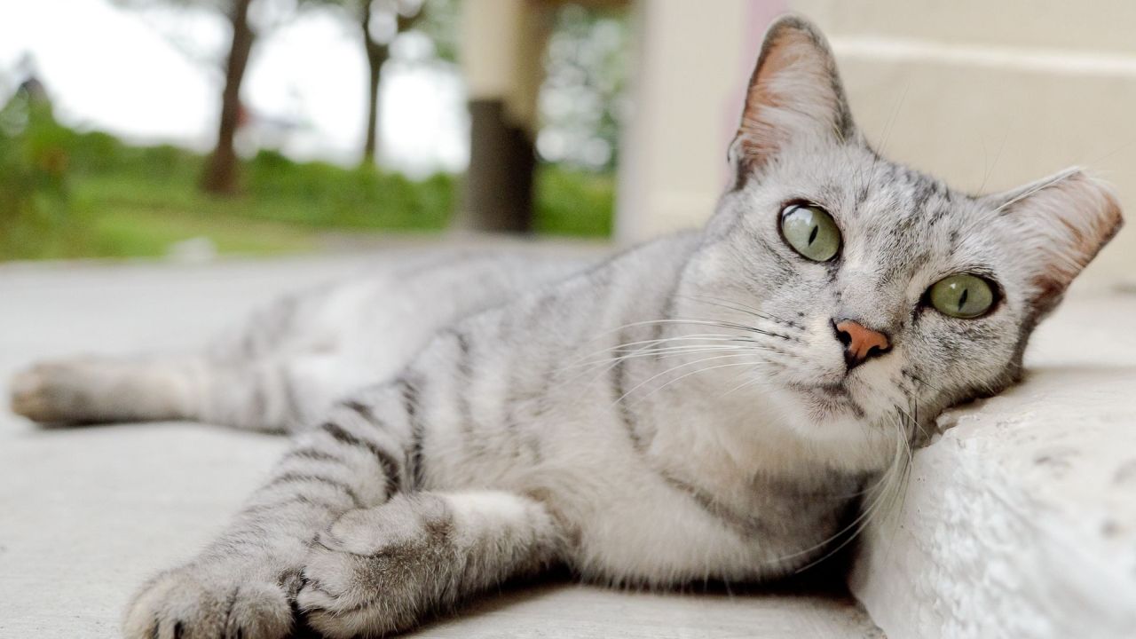 Gray tabby cat lying down looking at camera