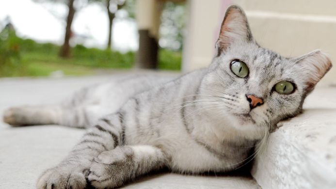Gray tabby cat lying down with green eyes