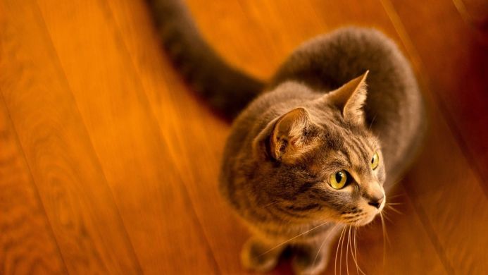Gray tabby cat sitting on a wooden floor, looking up