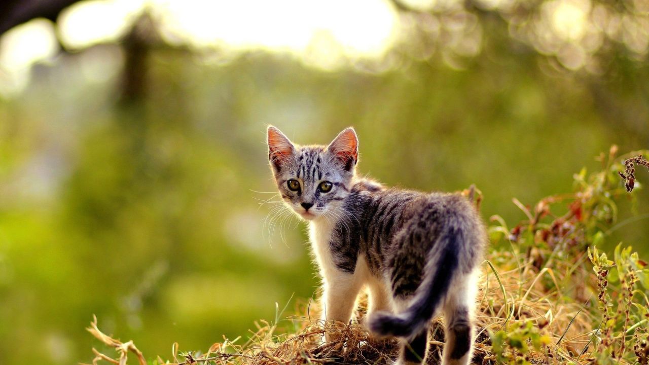 Gray tabby kitten with green eyes