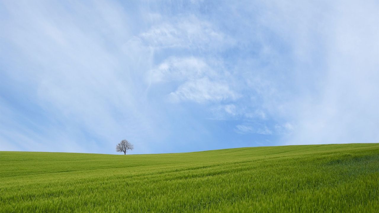 Lone tree in green field under blue sky