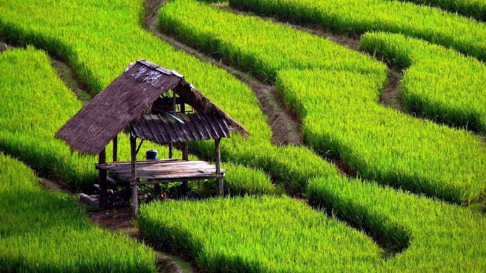 Hut in a rice field, green landscape