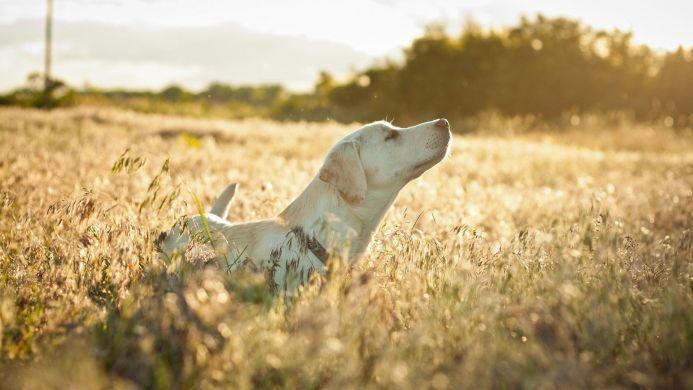 A labrador retriever stands in a field of tall grass, bathed in golden light