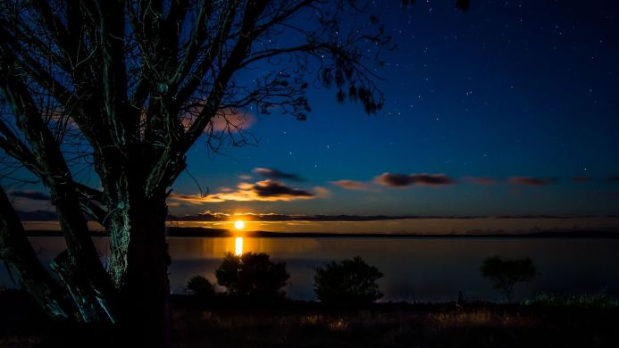 A lake at night with the moon reflecting on the water, and a tree on the side