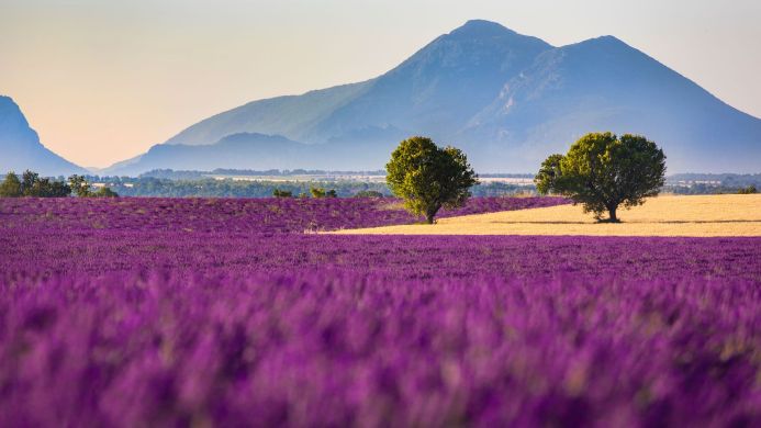 Lavender field with trees and mountain in the background under clear blue sky