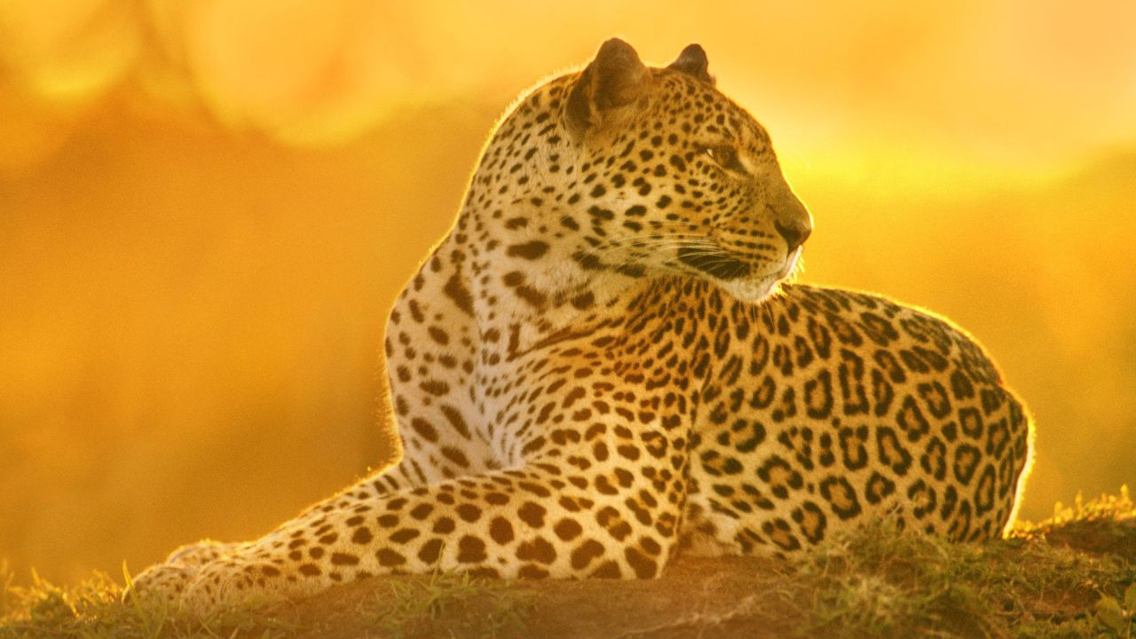 Leopard lying in golden light