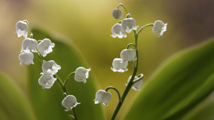 Close-up of lily of the valley flowers with green leaves against a blurred yellow background