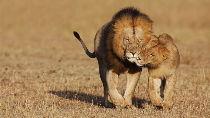 Male and female lion interacting affectionately in a grassy field