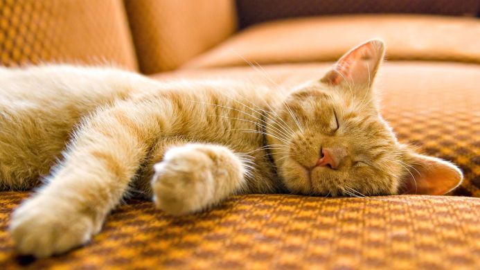 An orange cat sleeping on a patterned orange sofa