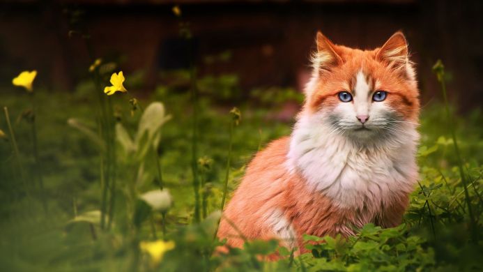 Orange and white cat with blue eyes sitting in a field of green grass and small yellow flowers