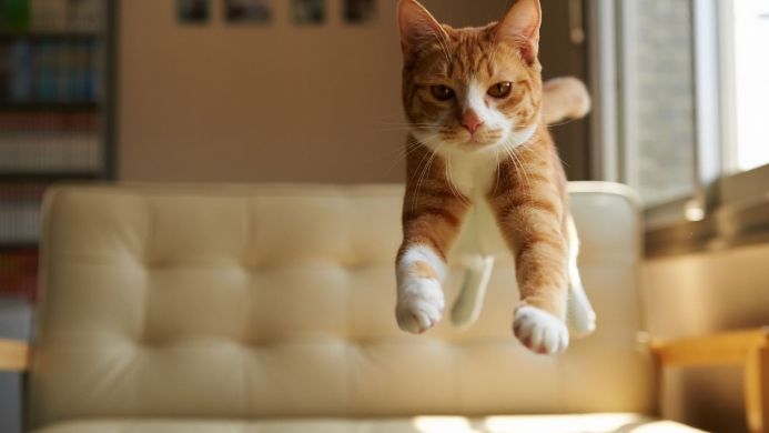 Orange and white cat leaping in the air with a beige sofa in the background