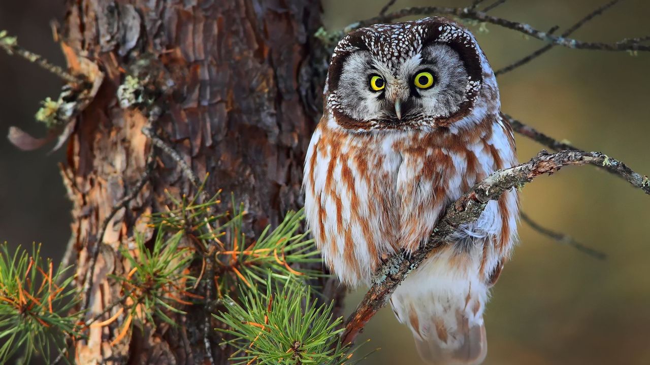Brown owl sitting on a branch