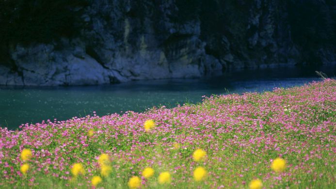 Field of pink and yellow flowers with a river and mountain in the background