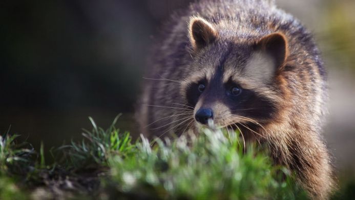 A raccoon in the grass looking at the camera