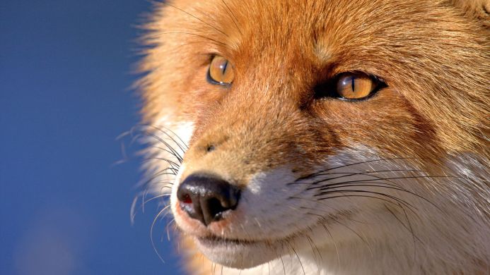 Close-up of a red fox's face against a blue background